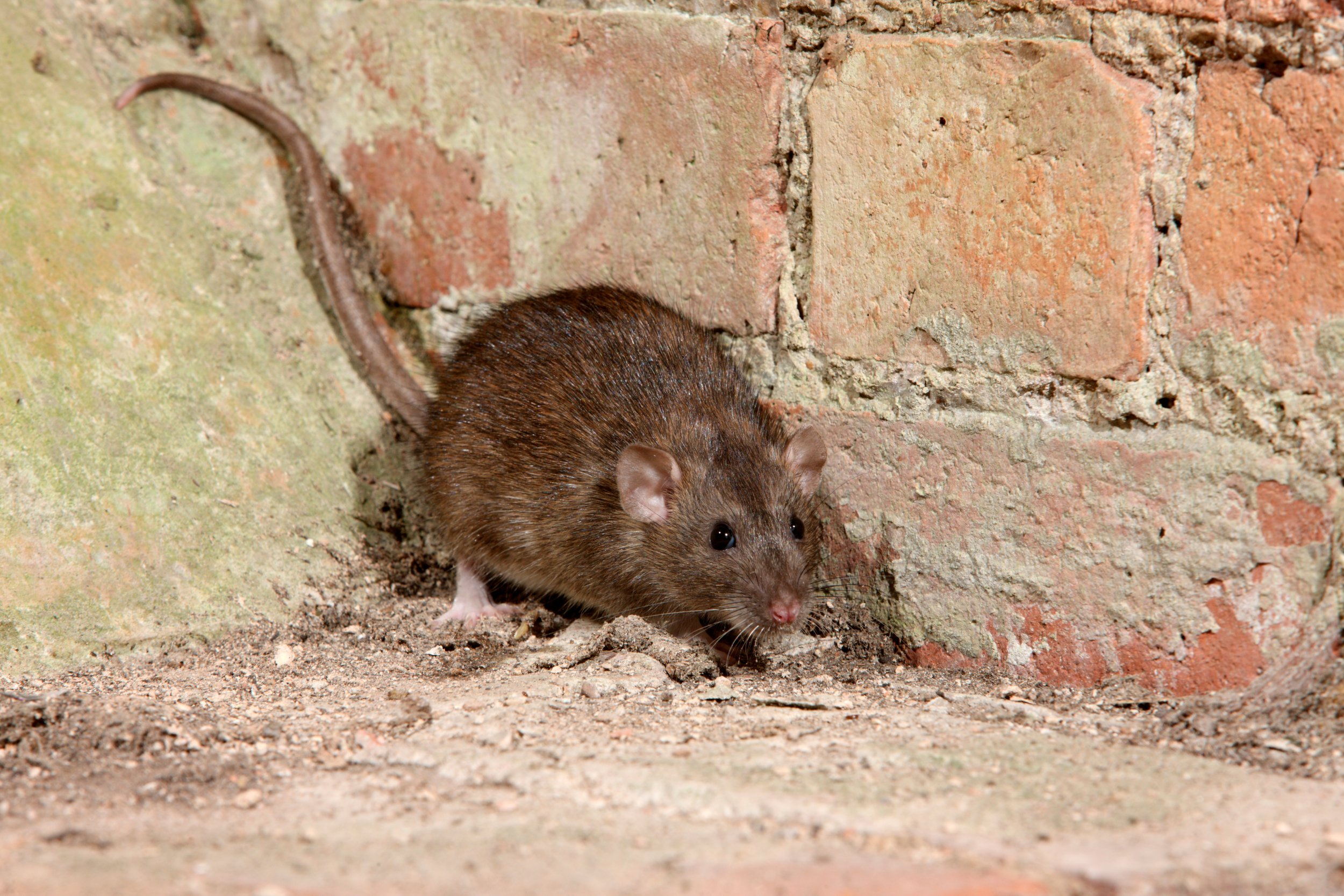 Brown rat against brick building