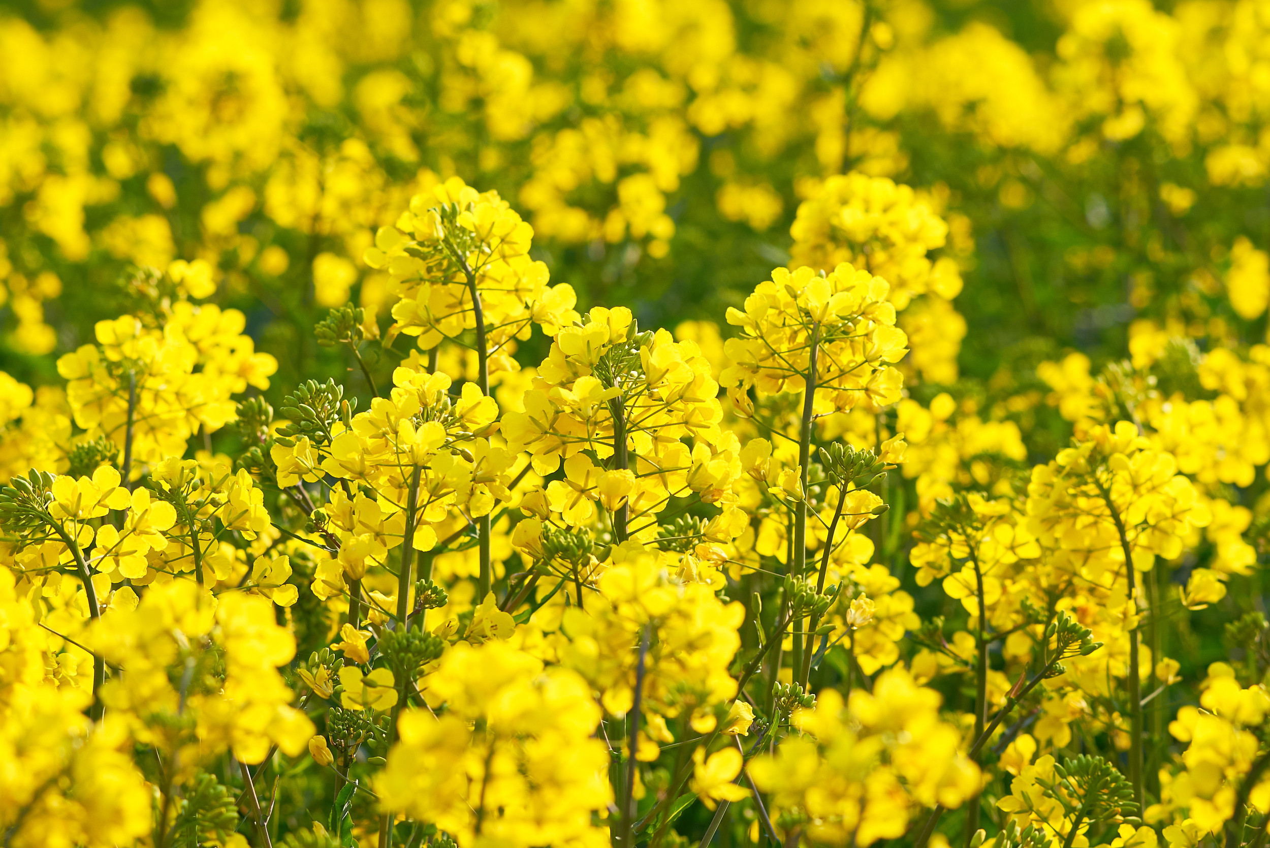 Oilseed rape flowers