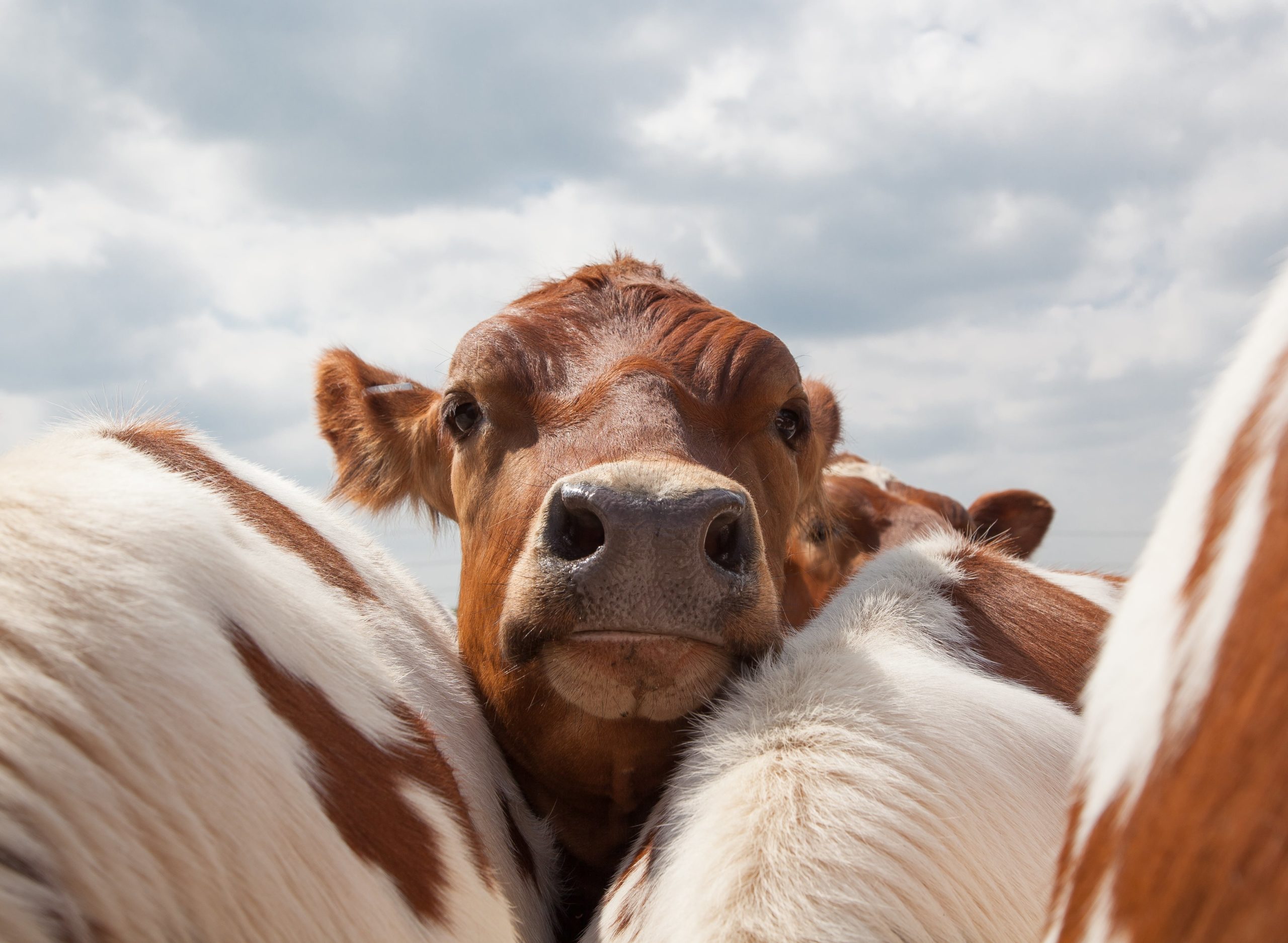 cow livestock inputs