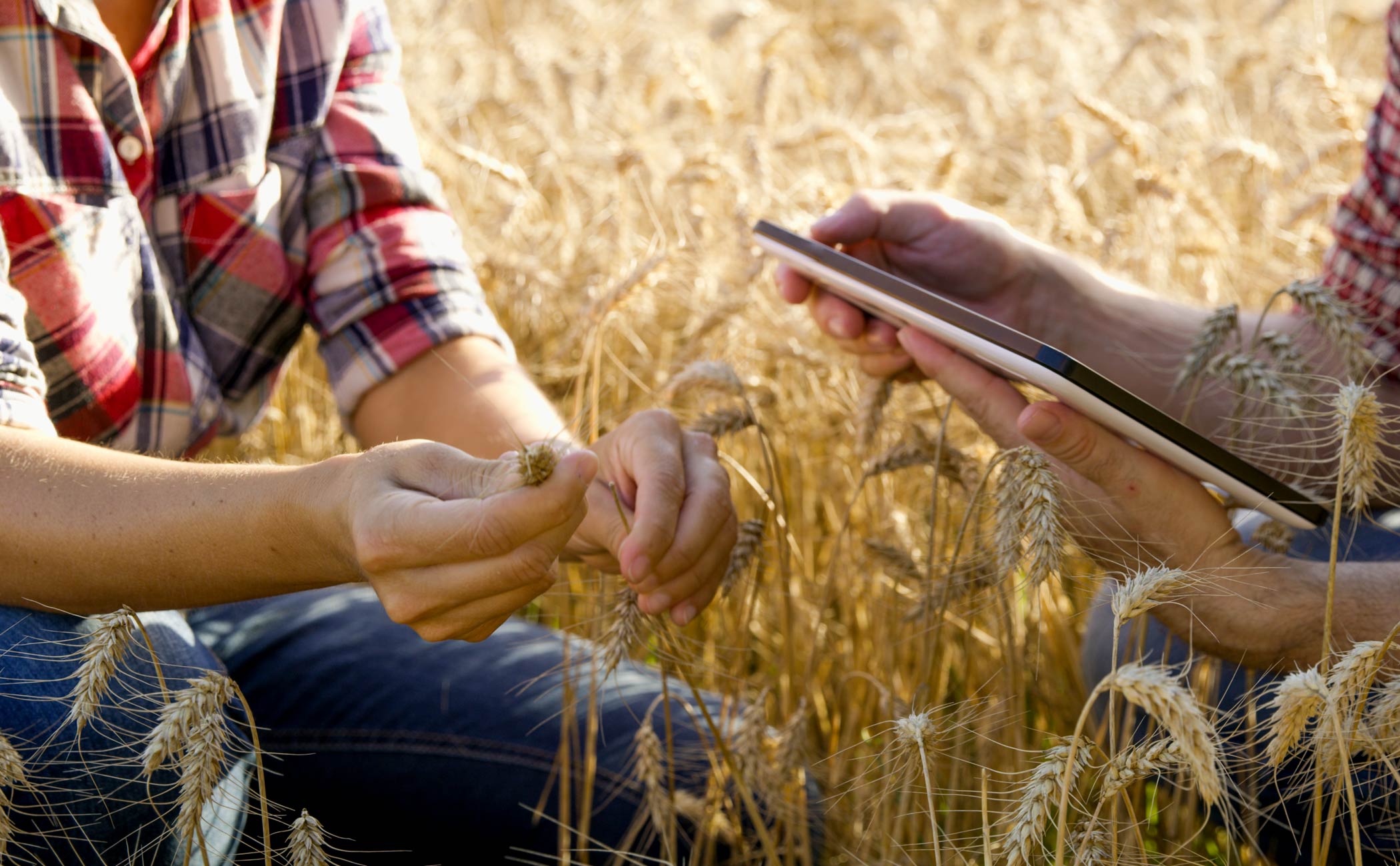 two people in a field of crops holding a tablet