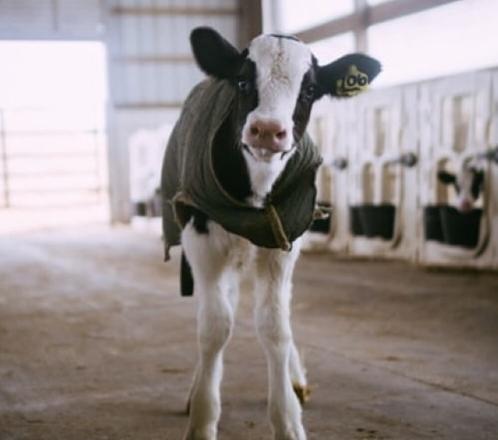 cow in barn livestock