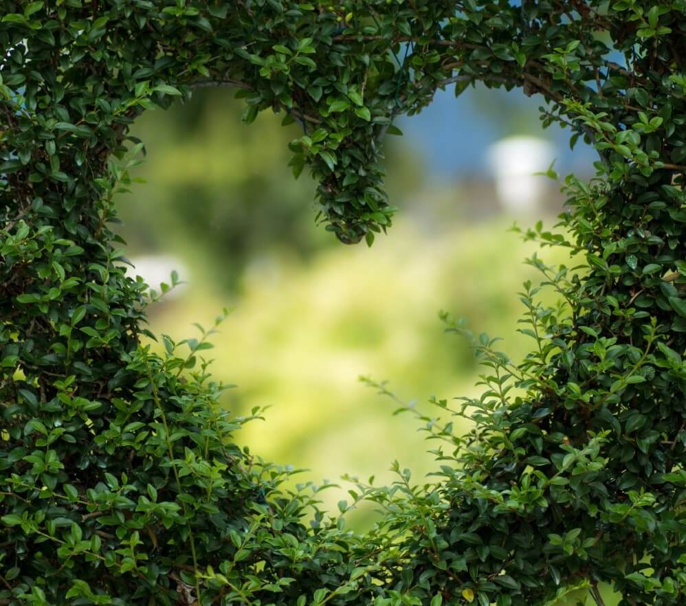 heart in bush