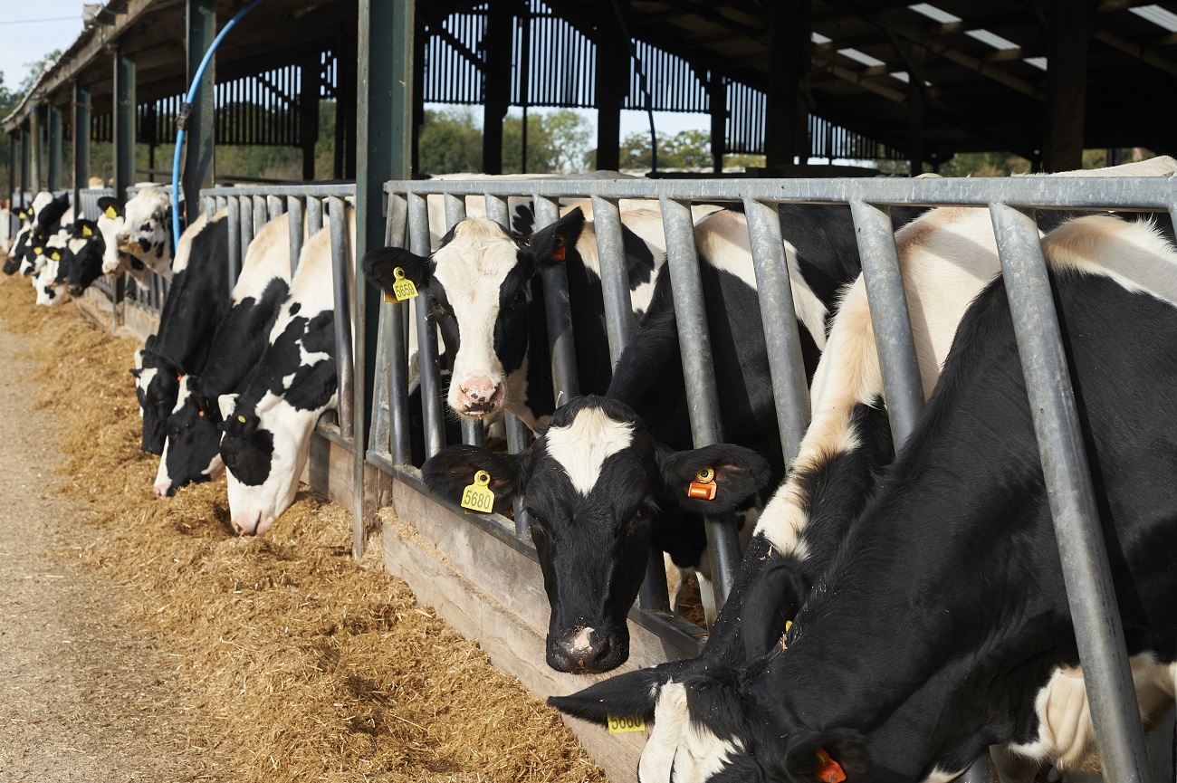 Your AF Livestock Inputs insights | The AF Group | Save Time & Money